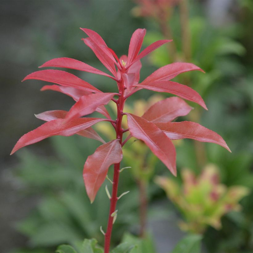 Pieris japonica Mountain Fire (Fogliame)