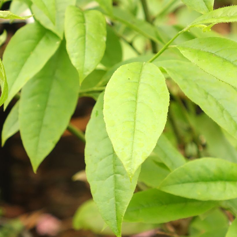 Oxydendron arboreum (Fogliame)