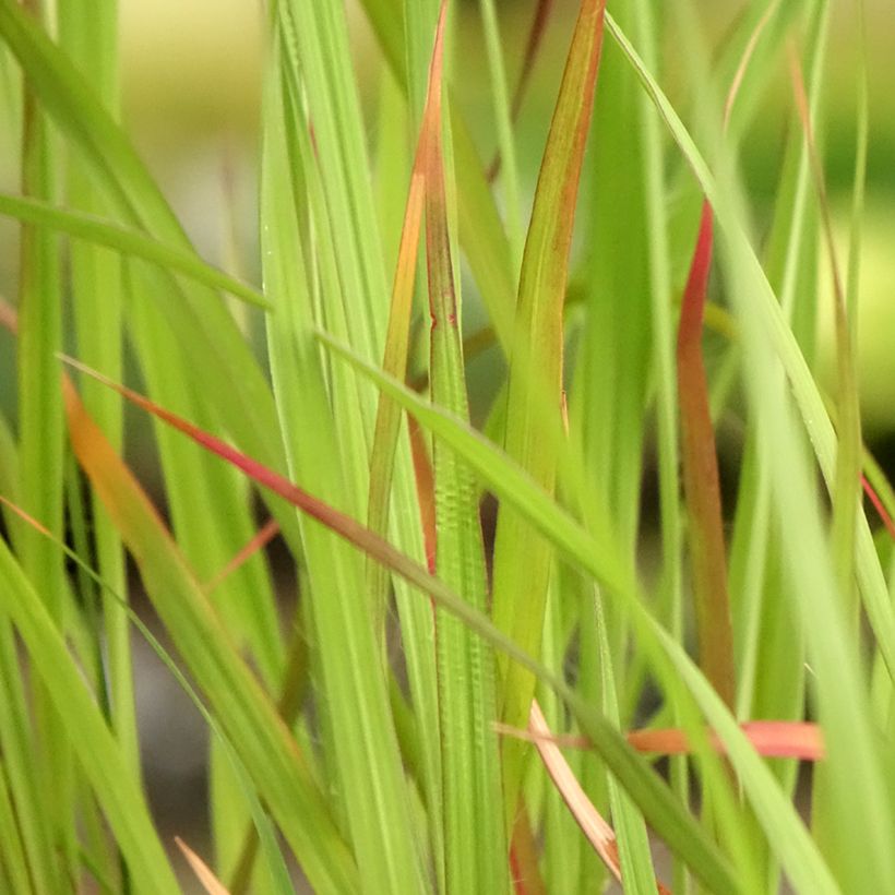 Andropogon hallii Purple Konza (Fogliame)