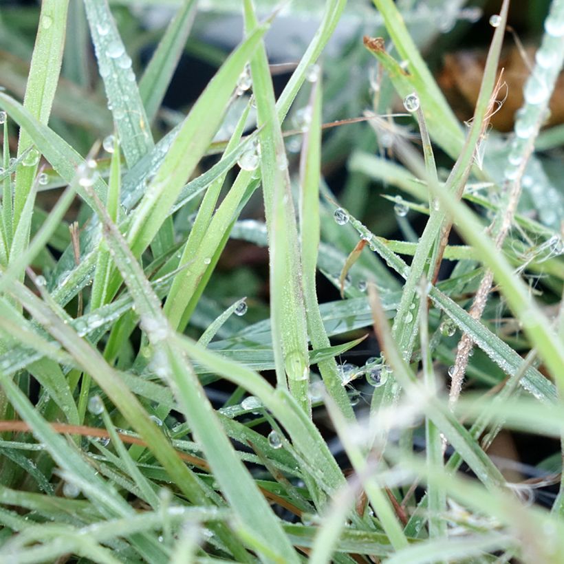 Andropogon ternarius (Fogliame)