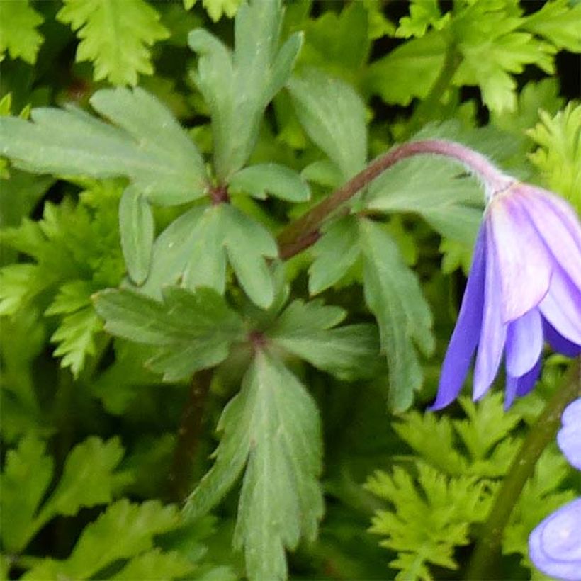 Anemone blanda Blue Shades (Fogliame)