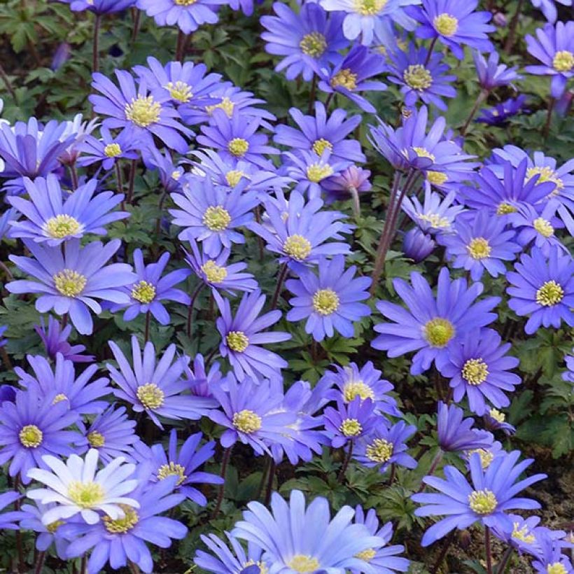 Anemone blanda Blue Shades (Fioritura)