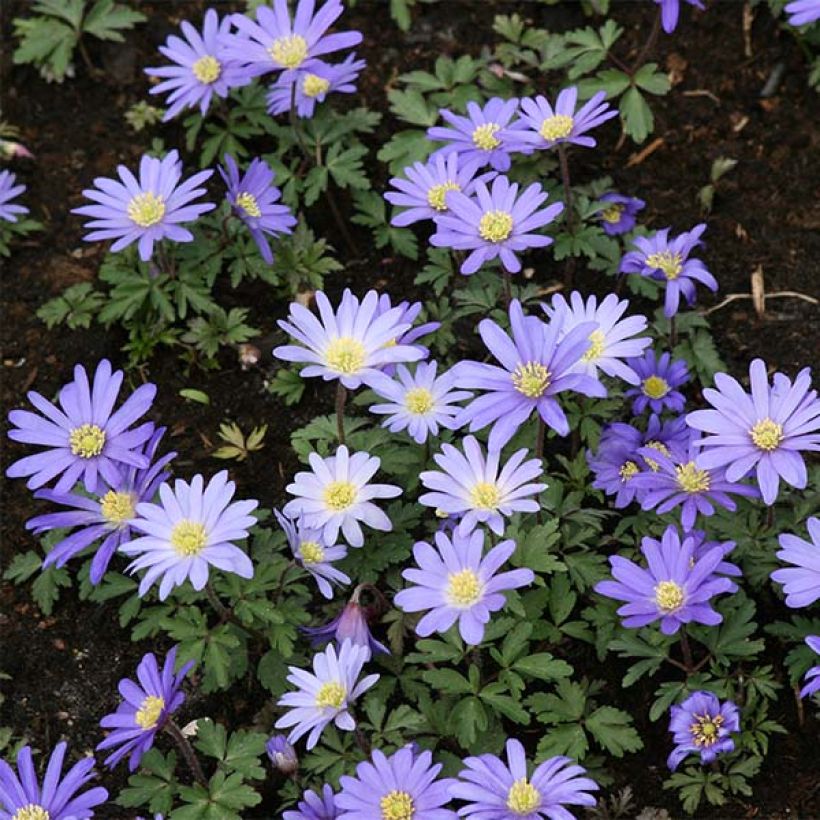 Anemone blanda Blue Shades (Porto)