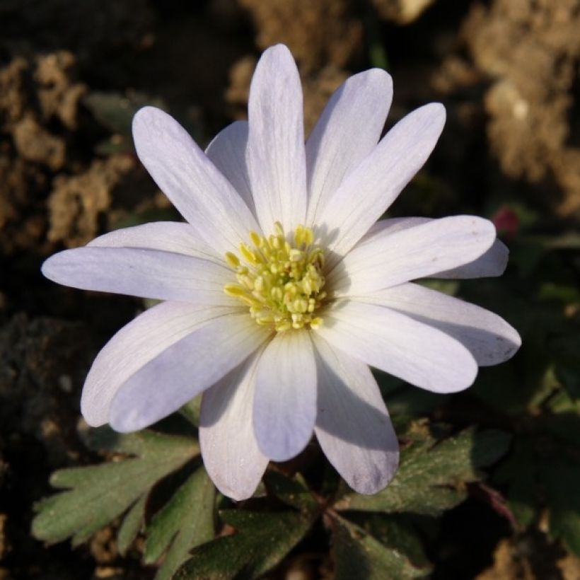 Anemone blanda White Splendour (Fioritura)