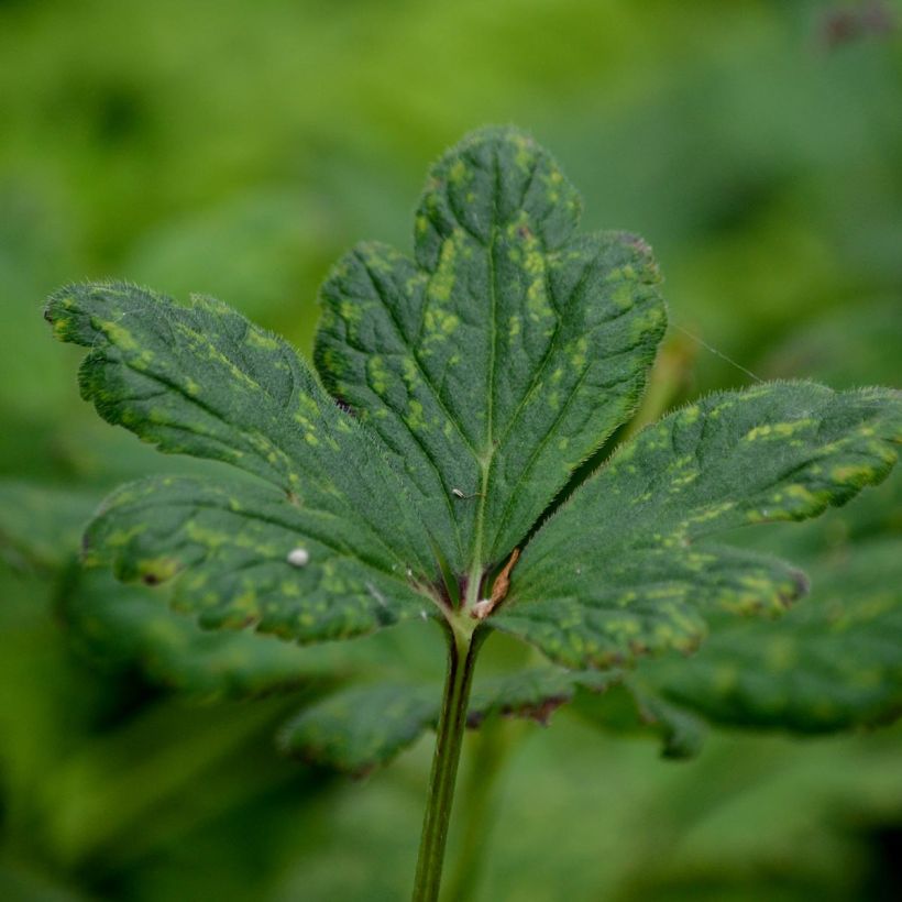 Anemone rivularis (Fogliame)