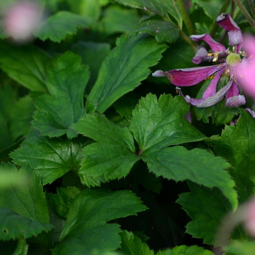 Anemone Bressingham Glow - Anemone giapponese (Fogliame)