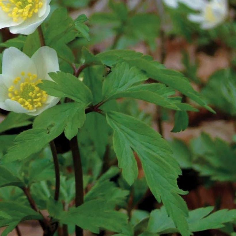 Anemone nemorosa (Fogliame)