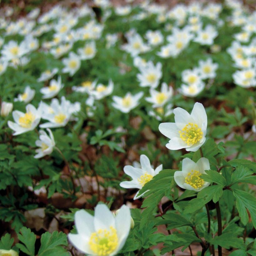 Anemone nemorosa (Fioritura)