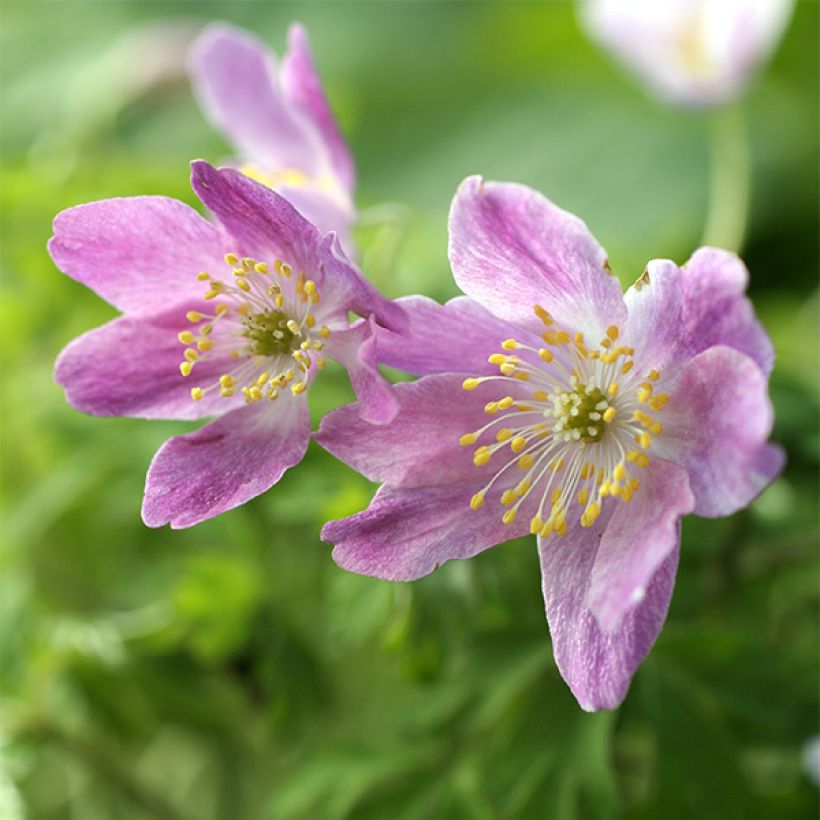 Anemone nemorosa Westwell Pink (Fioritura)