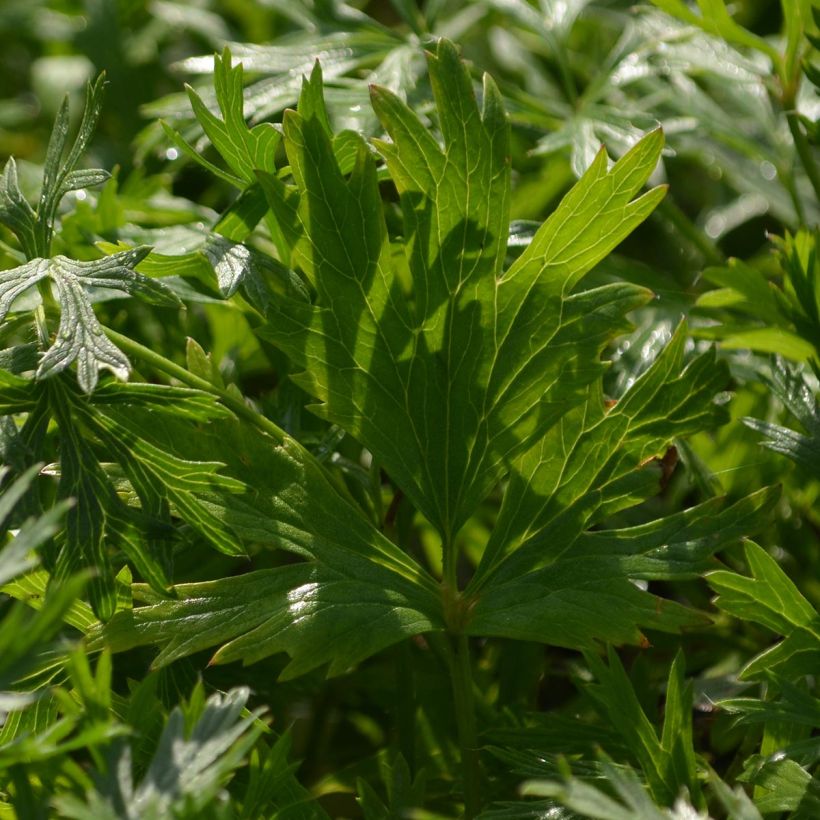 Pulsatilla vulgaris Röde Klokke - Fiore di Pasqua rossa (Fogliame)