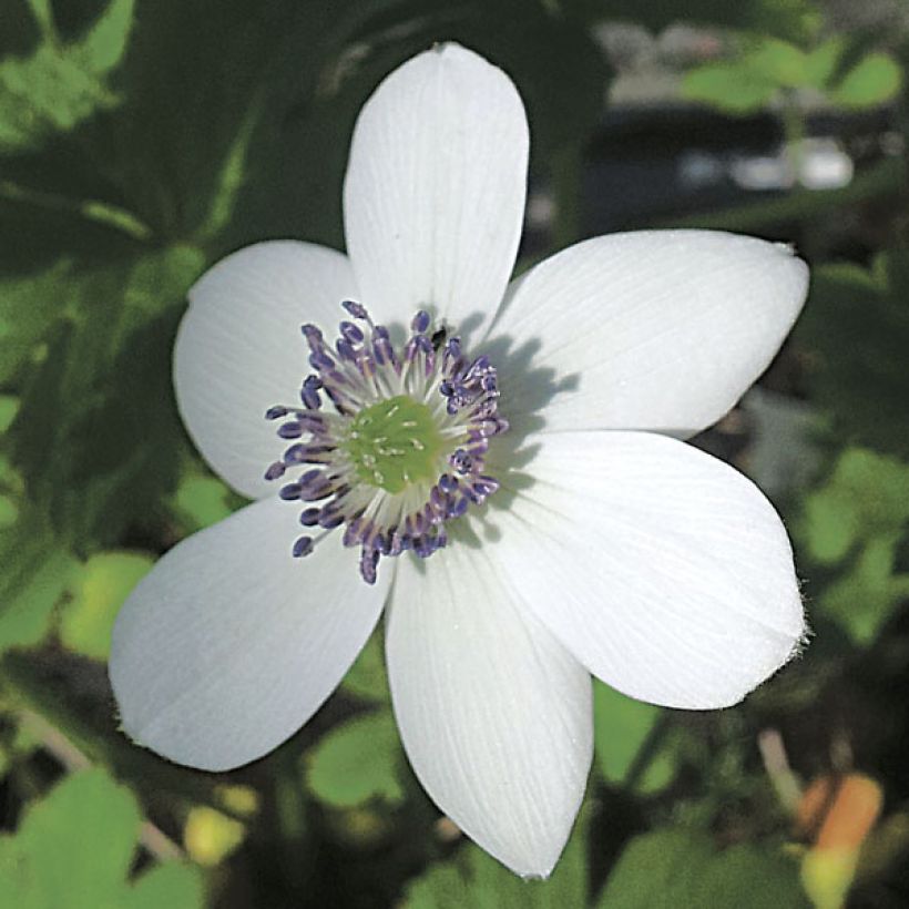 Anemone rivularis (Fioritura)