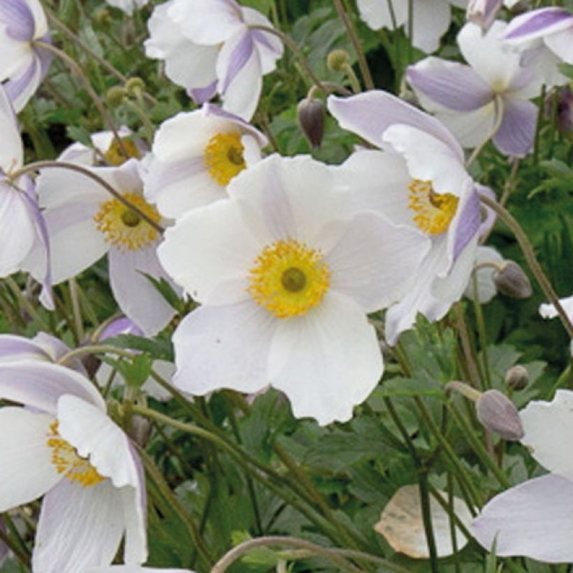 Anemone Wild Swan - Anemone giapponese (Fioritura)