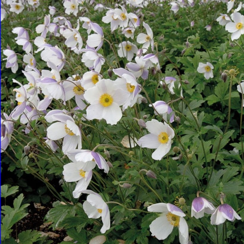 Anemone Wild Swan - Anemone giapponese (Porto)