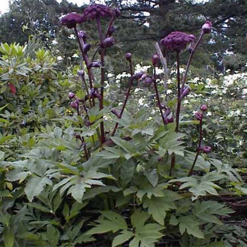 Angelica gigas (Fogliame)