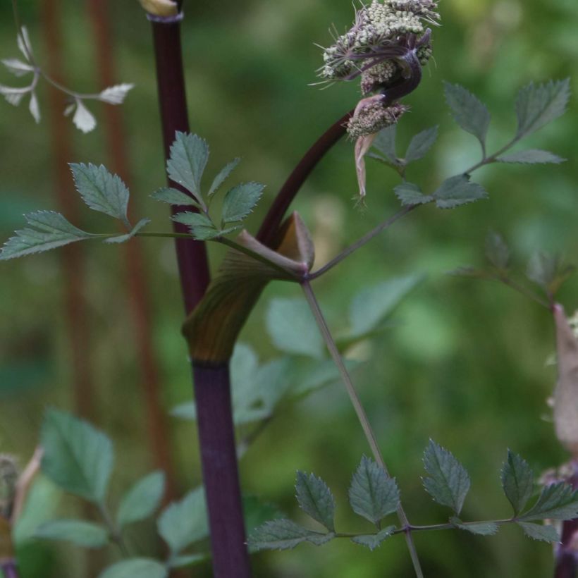 Angelica sylvestris Vicar's Mead - Angelica selvatica (Fogliame)