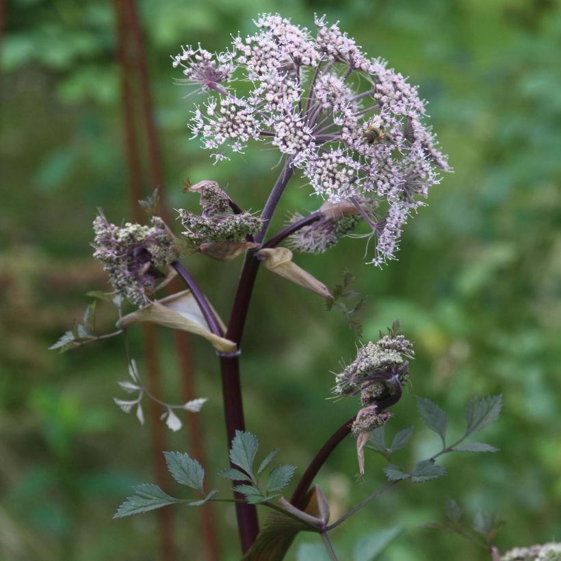 Angelica sylvestris Vicar's Mead - Angelica selvatica (Fioritura)