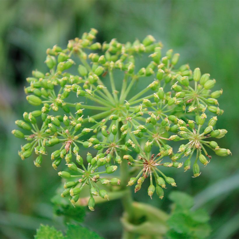 Angelica pachycarpa (Fioritura)