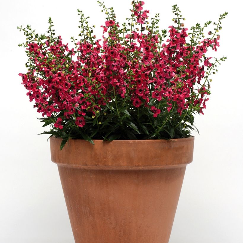 Angelonia angustifolia Archangel Cherry Red (Porto)