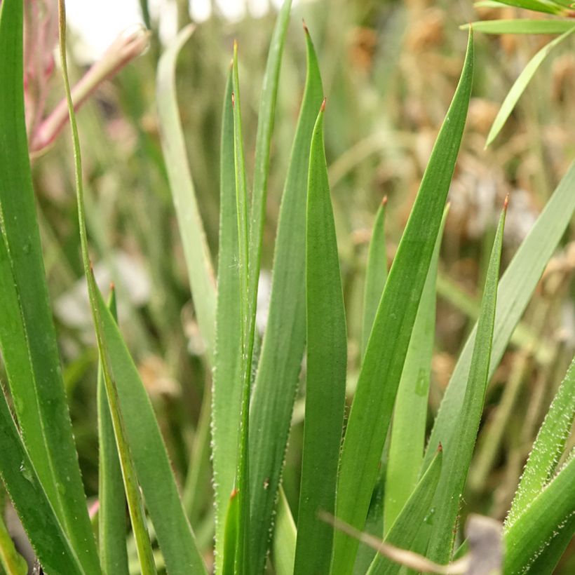 Anigozanthos flavidus Bush Pearl - Zampe di canguro (Fogliame)