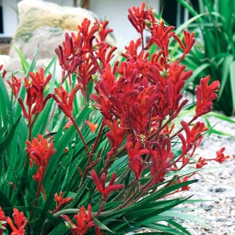 Anigozanthos flavidus Bush Inferno - Zampe di canguro (Porto)