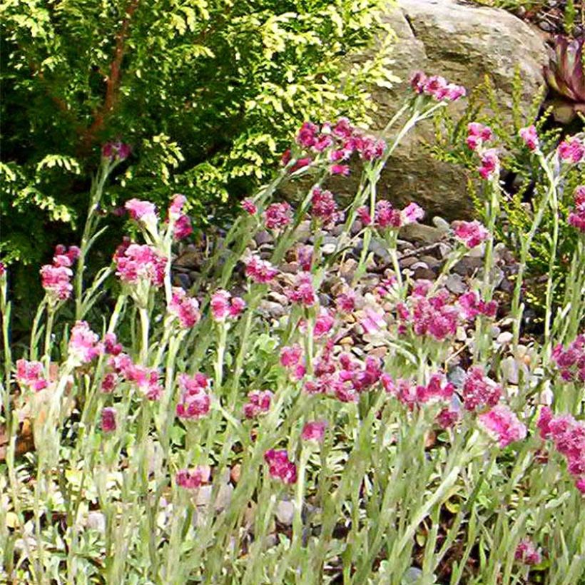 Antennaria dioica Rubra - Sempiterni di montagna (Fioritura)