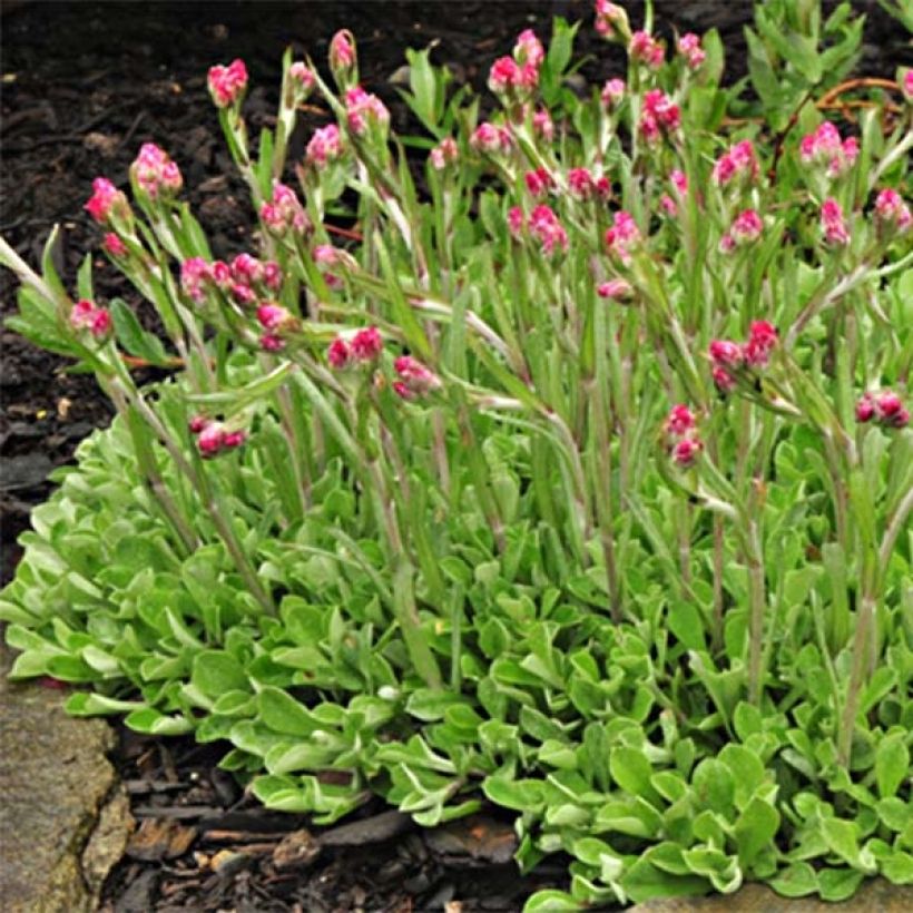 Antennaria dioica Rubra - Sempiterni di montagna (Porto)