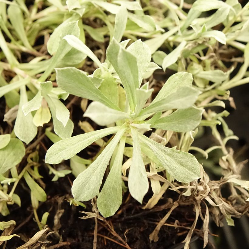 Antennaria dioica Rubra - Sempiterni di montagna (Fogliame)