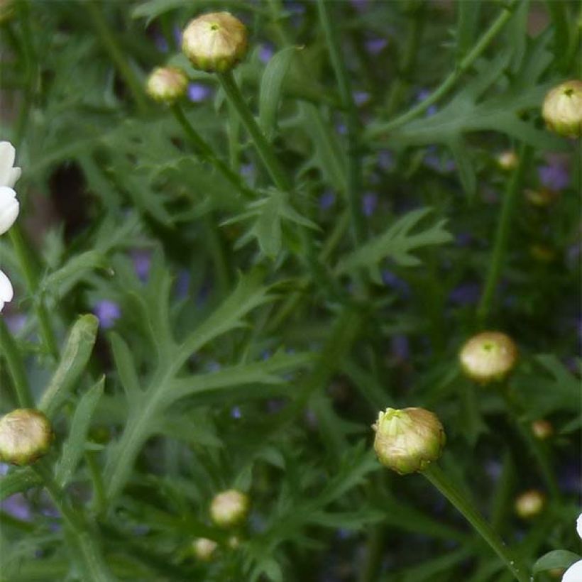 Argyranthemum frutescens Butterfly Yellow (Fogliame)