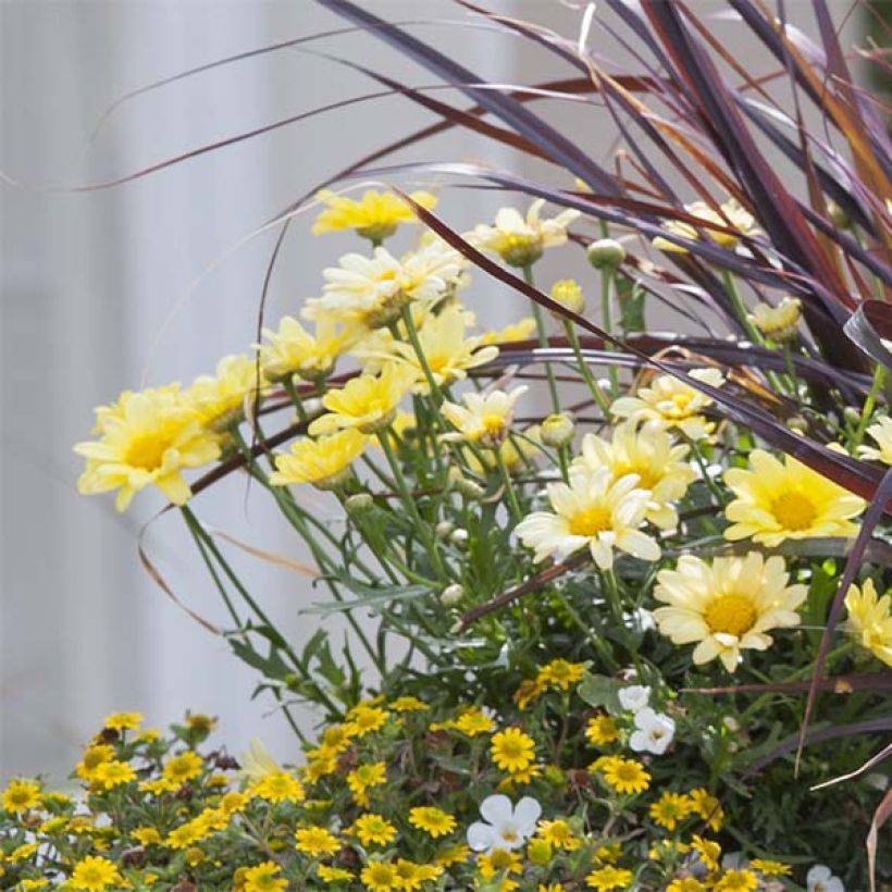 Argyranthemum frutescens Butterfly Yellow (Fioritura)