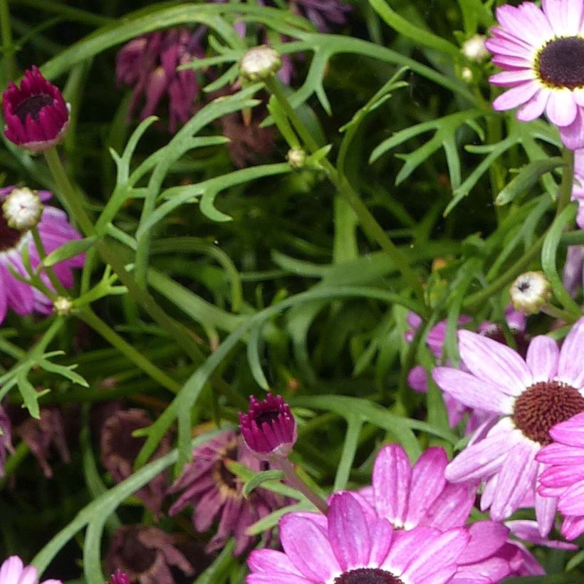 Argyranthemum Grandaisy Pink Tourmaline (Fogliame)