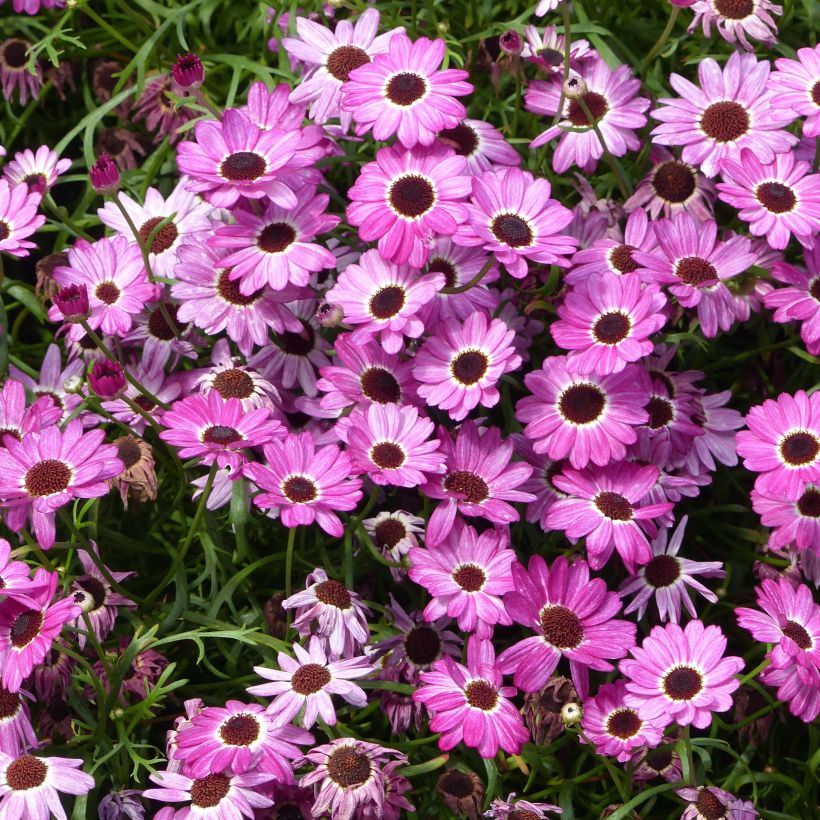 Argyranthemum Grandaisy Pink Tourmaline (Fioritura)