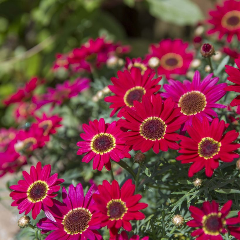 Argyranthemum Grandaisy Ruby (Porto)