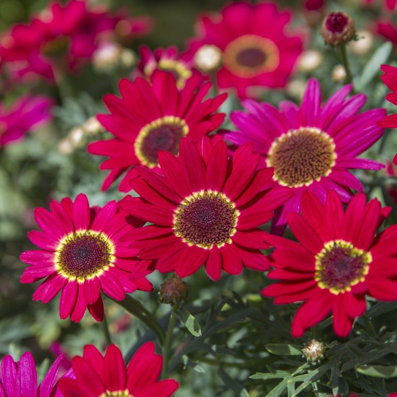 Argyranthemum Grandaisy Ruby (Fioritura)