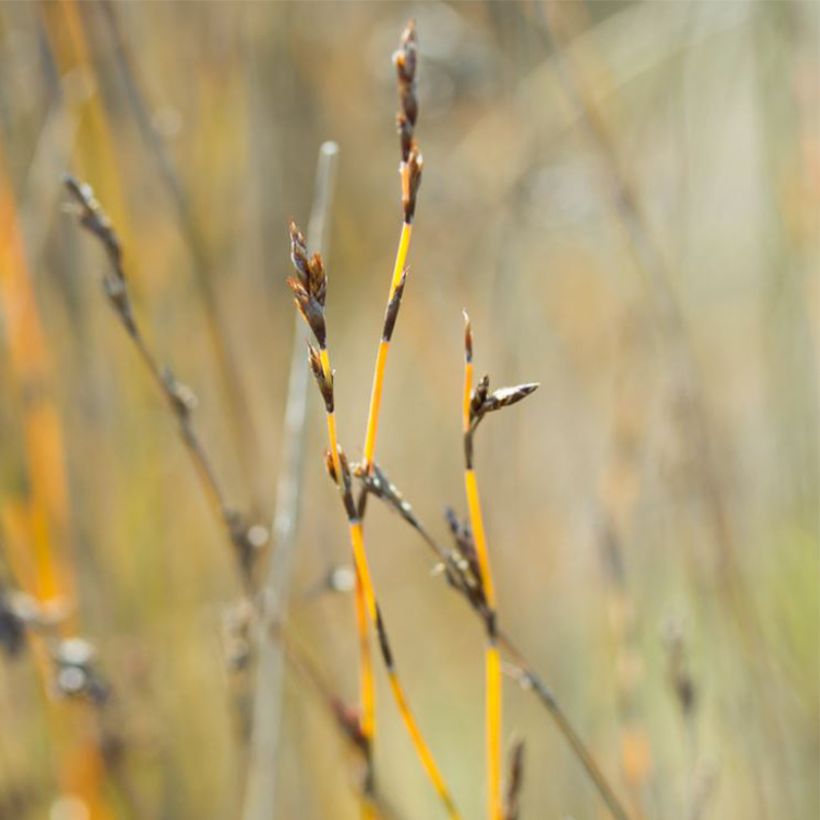 Apodasmia similis (Fioritura)