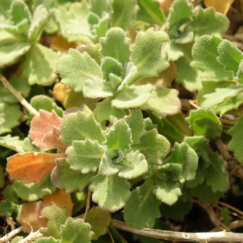 Arabis caucasica Alabaster (Fogliame)