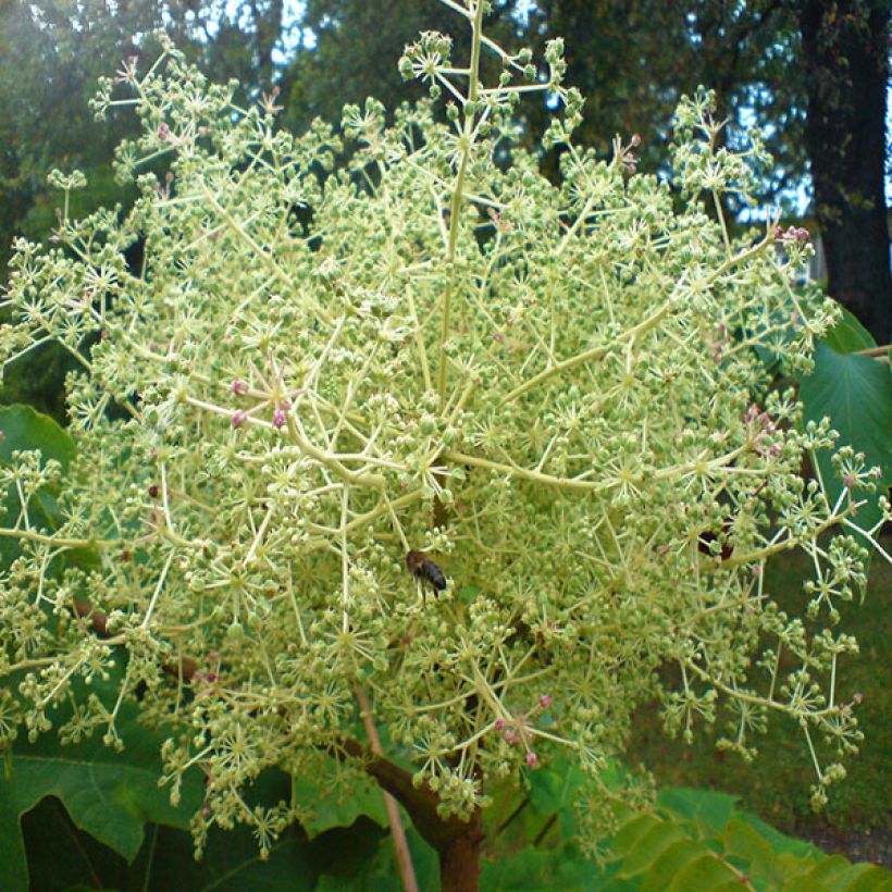 Aralia elata - Angelica del Giappone (Fioritura)