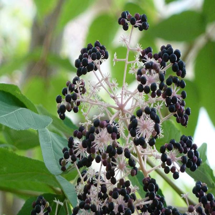 Aralia elata - Angelica del Giappone (Raccolta)