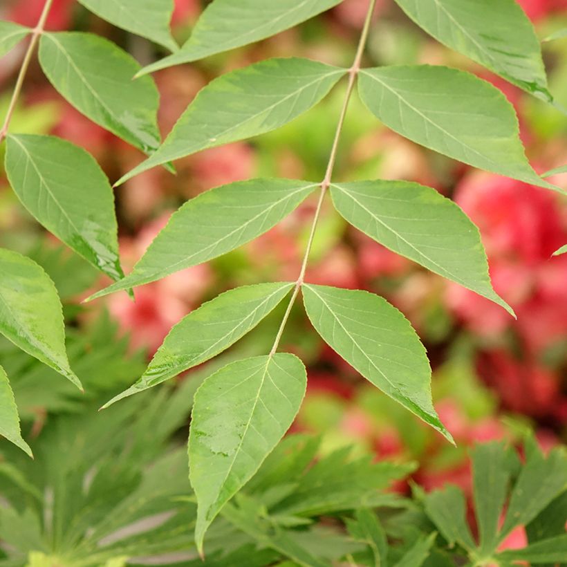 Aralia elata Golden Umbrella - Angelica del Giappone (Fogliame)