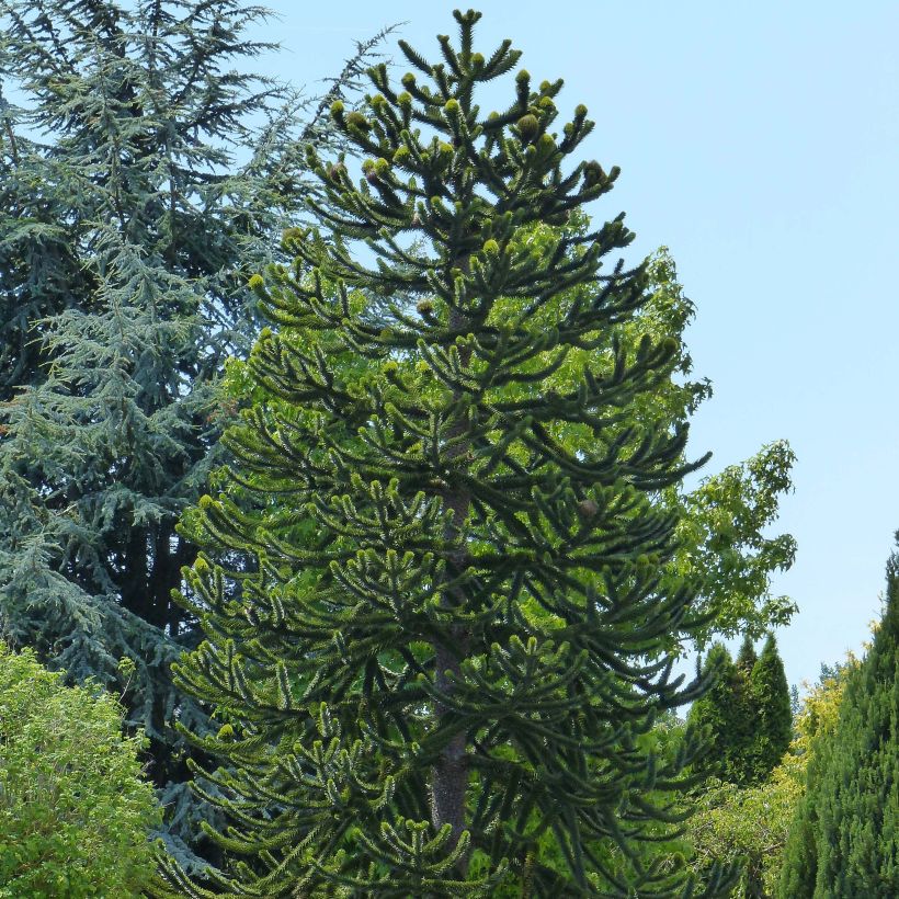 Araucaria araucana - Albero della scimmia (Porto)