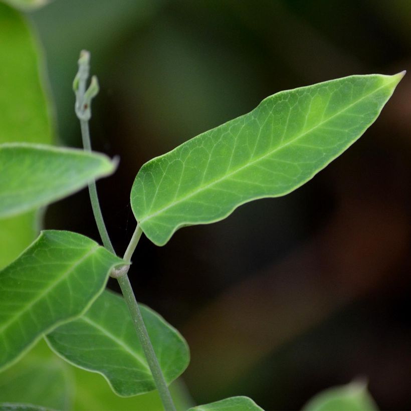 Araujia sericifera Alba (Fogliame)