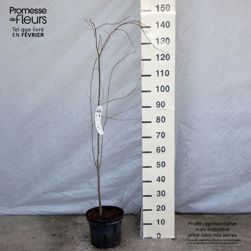 Arbre à caramel - Cercidiphyllum japonicum en pot de 10L esemplare consegnato in inverno