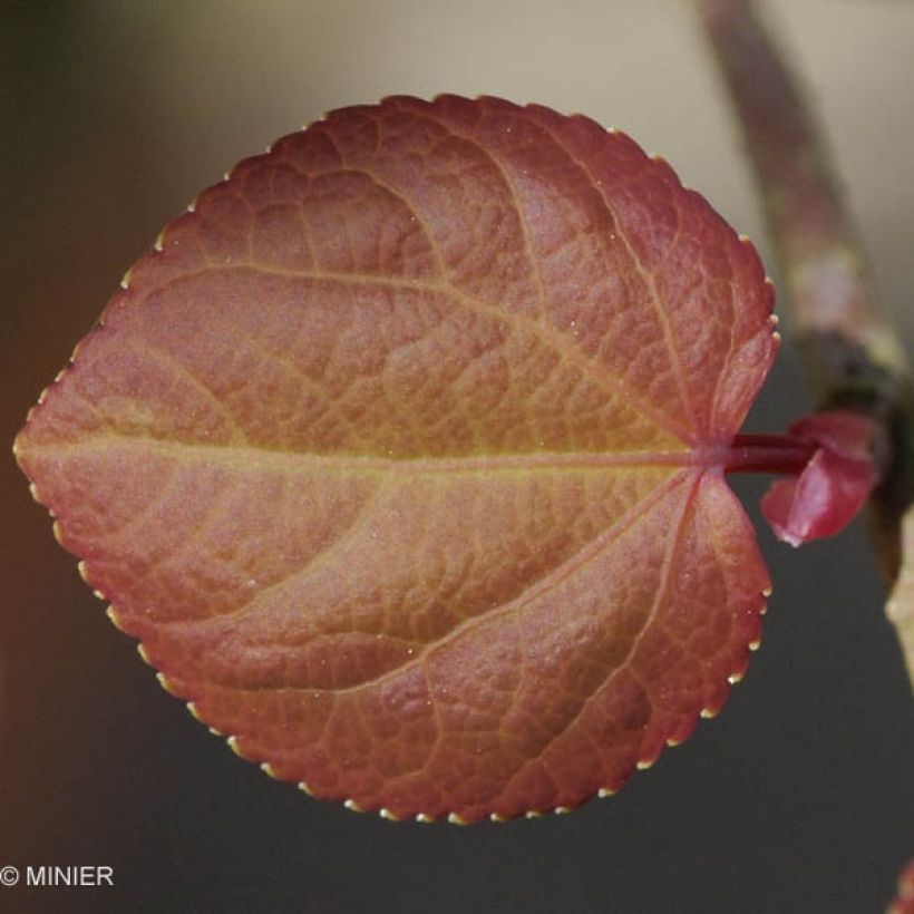 Cercidiphyllum japonicum - Albero del caramello (Fogliame)