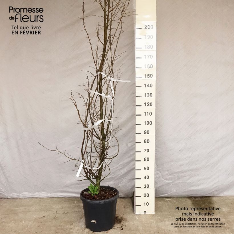 Arbre de fer - Parrotia persica en pot de 30L/35L esemplare consegnato in inverno