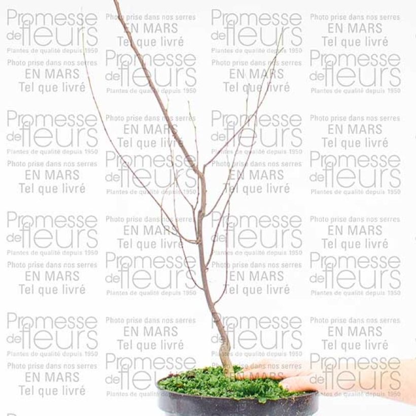 Esempio di esemplare Cercis canadensis Silver Lining - Arbre de Judée panaché Pot de 7,5L/10L come consegnato