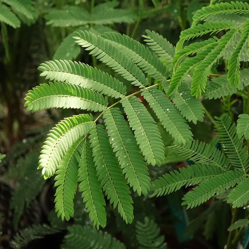 Albizia julibrissin Rouge de Tuilière - Acacia di Costantinopoli (Fogliame)