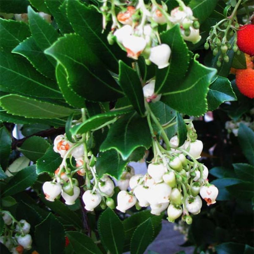 Arbutus unedo - Corbezzolo (Fioritura)