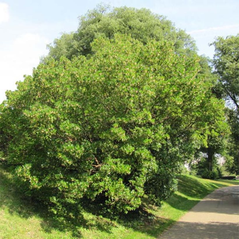 Arbutus unedo - Corbezzolo (Porto)