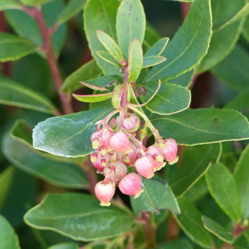 Arbutus unedo Roselily - Corbezzolo rosa (Fioritura)