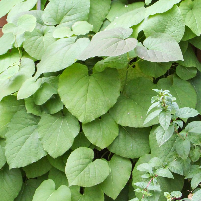 Aristolochia macrophylla (Fogliame)