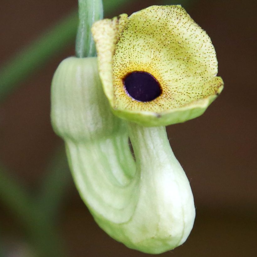 Aristolochia macrophylla (Fioritura)